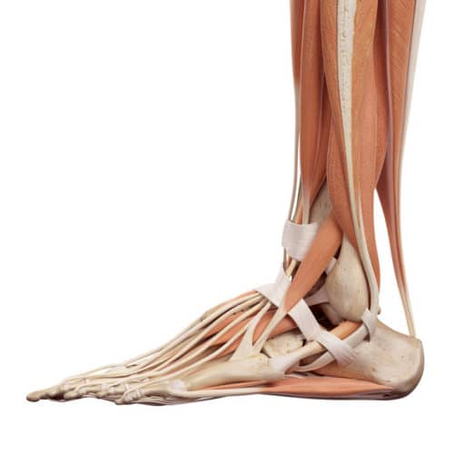 Calf and foot muscles can restrict mobility.